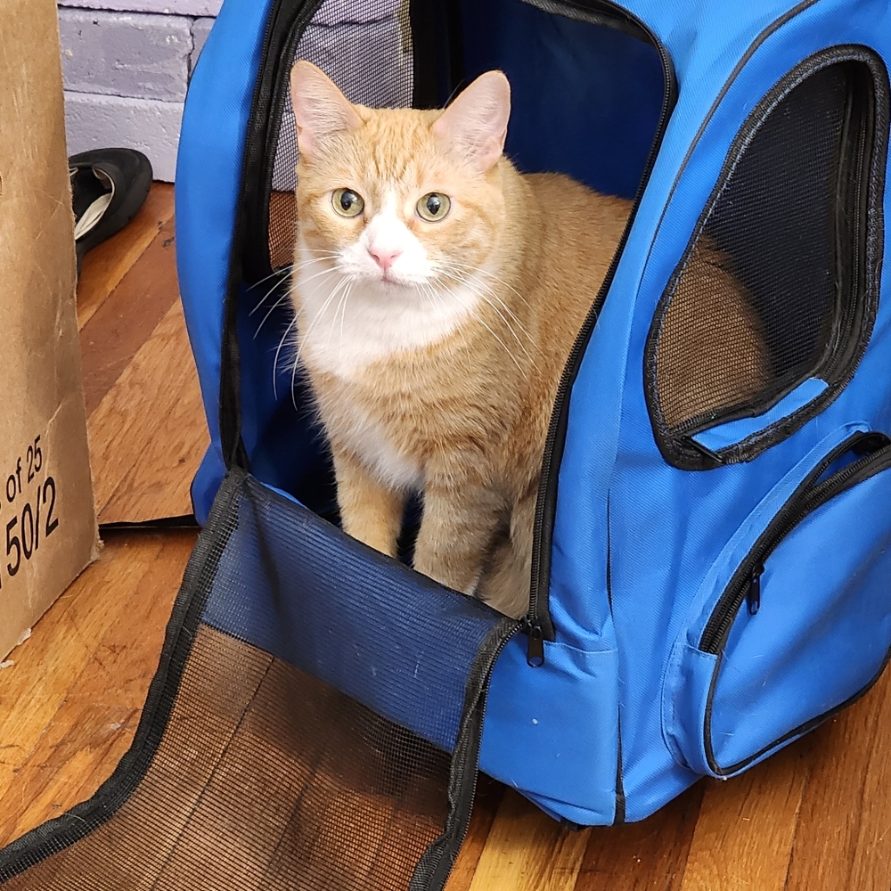 Pet Carrier